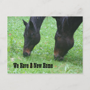 Postal De Anuncios Caballos pastando nueva dirección naturaleza