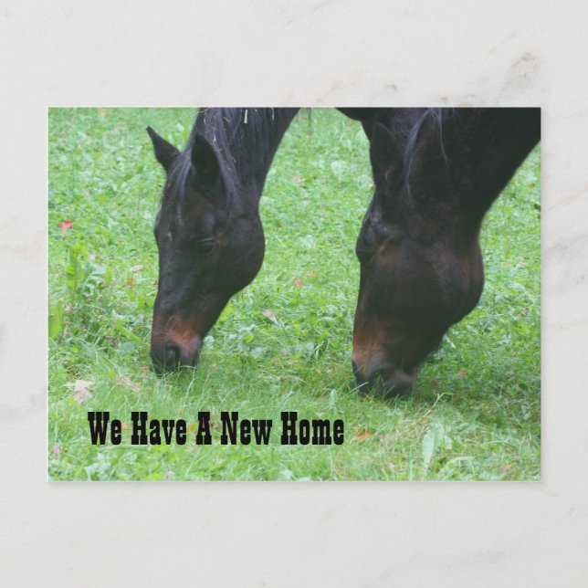 Postal De Anuncios Caballos pastando nueva dirección naturaleza (Anverso)