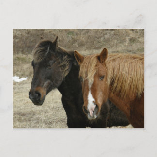 Postal De Anuncios Caballos salvajes en la isla de Unalaska