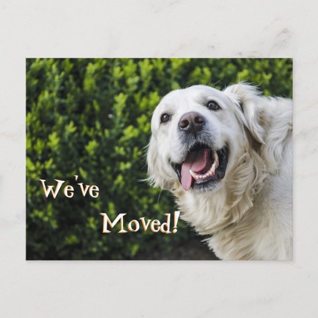 Postal De Anuncios cachorro de Golden Retriever Nos hemos mudado Nuev (Anverso)