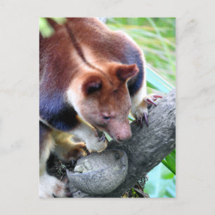Postal De Anuncios Canguro de árbol