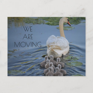 Postal De Anuncios Cisne Madre Crías de Cisne Cambio de Dirección