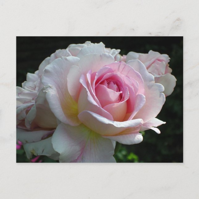 Postal De Anuncios Color de rosa rosado (Anverso)