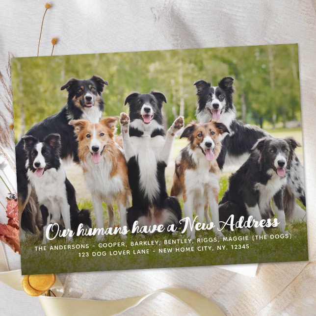Postal De Anuncios Divertida Foto de Mascota Perro Personalizada con  (Subido por el creador)
