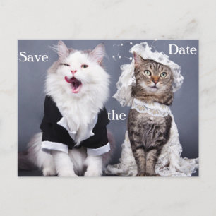 Postal De Anuncios dos gatos lindos