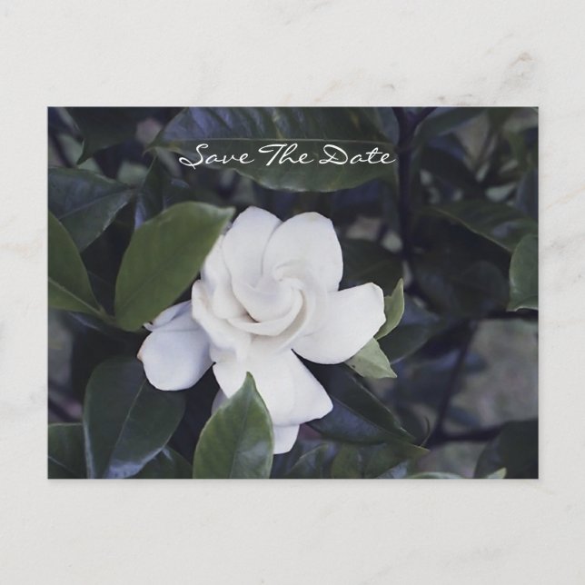 Postal De Anuncios Enchanting Gardenia Save The Date Postcard (Anverso)