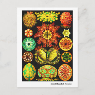 Postal De Anuncios Ernst Haeckel Ascidiae