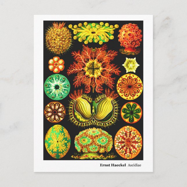 Postal De Anuncios Ernst Haeckel Ascidiae (Anverso)