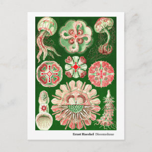 Postal De Anuncios Ernst Haeckel Discomedusae (Aurelia) Nueva Direcci