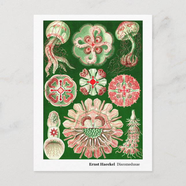Postal De Anuncios Ernst Haeckel Discomedusae (Aurelia) Nueva Direcci (Anverso)