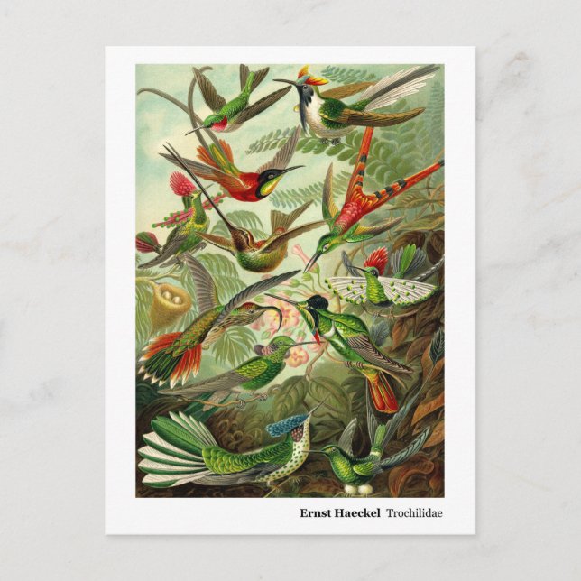 Postal De Anuncios Ernst Haeckel Trochilidae Hummingbirds Nueva direc (Anverso)