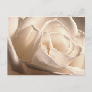 Postal De Anuncios Fechas de guardado de rosa blanca personalizadas