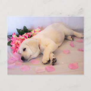 Postal De Anuncios Flor de sueño de pipa 01