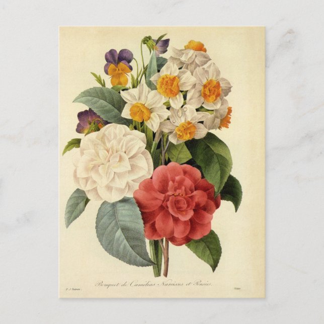 Postal De Anuncios Flores antiguas, camelias y narcisos, Redoute (Anverso)