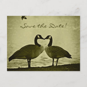 Postal De Anuncios Foto canadiense de los gansos