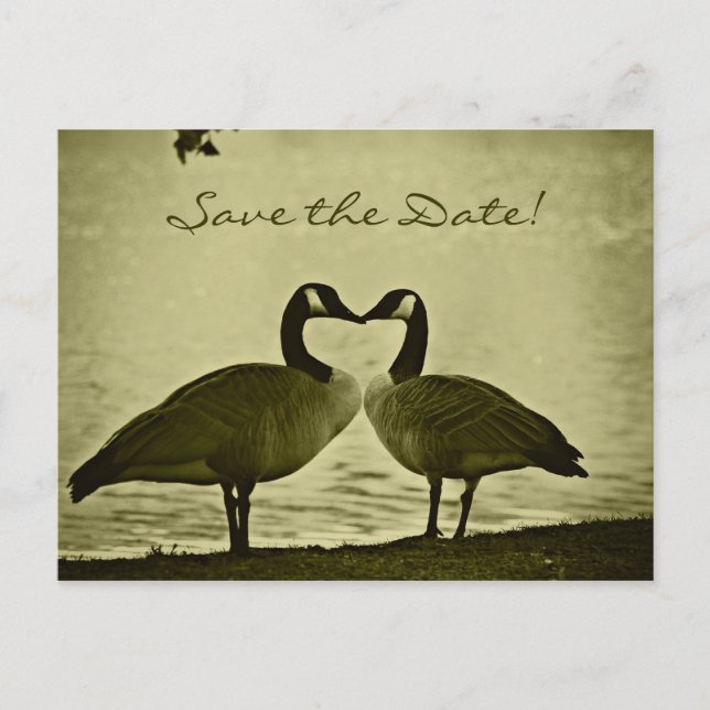 Postal De Anuncios Foto canadiense de los gansos (Anverso)