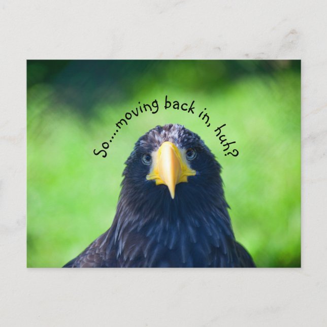 Postal De Anuncios Funny Sea-hawk Bird・Personalizado (Anverso)