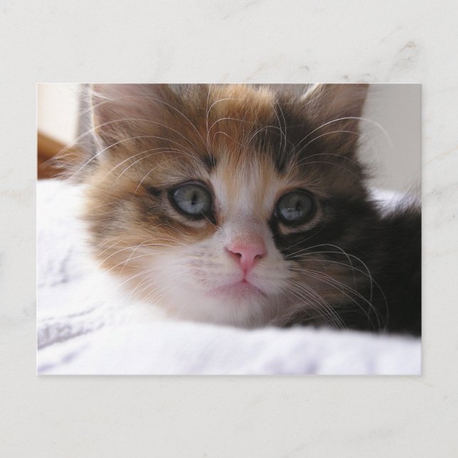 Postal De Anuncios Gatito de Refugio (Anverso)