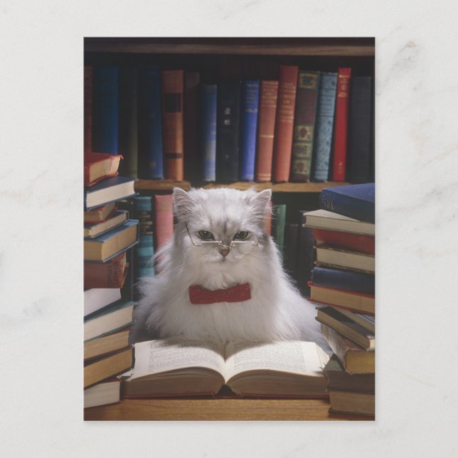Postal De Anuncios Gato de graduación inteligente (Anverso)