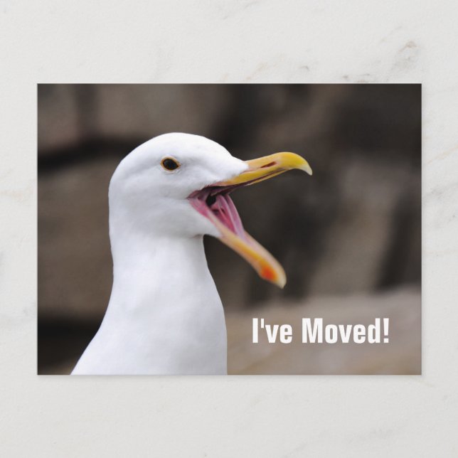 Postal De Anuncios Gaviota DIVERTIDA  (Anverso)