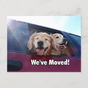 Postal De Anuncios Golden retriever hemos movido la nueva dirección