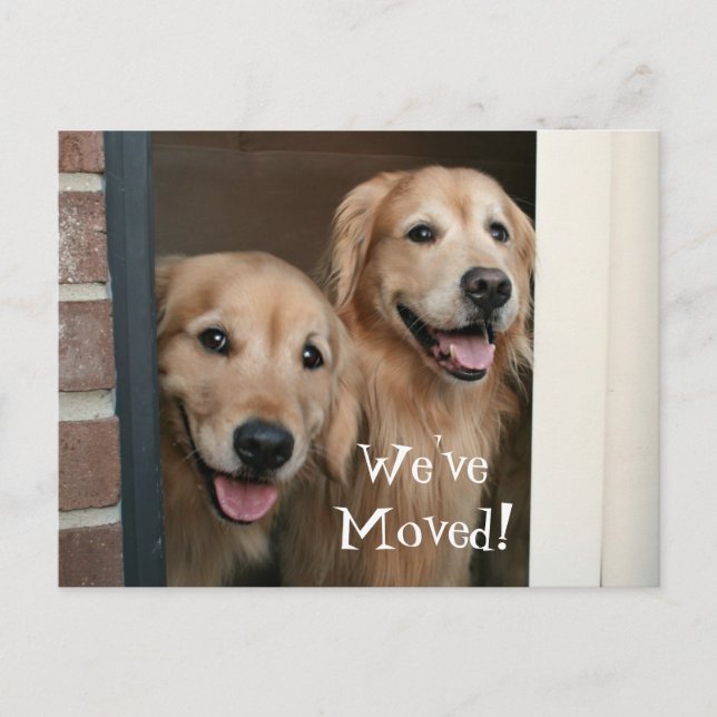 Postal De Anuncios Golden Retriever Hemos movido una nueva dirección (Anverso)