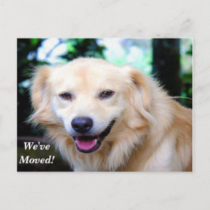 Postal De Anuncios Golden Retriever Hemos movido una nueva dirección
