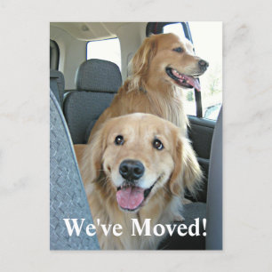Postal De Anuncios Golden Retriever Nos Mudamos Cambio de Dirección