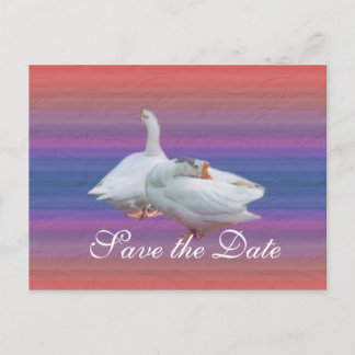 Postal De Anuncios guarda la fecha, dos gansos blancos en fondo elega