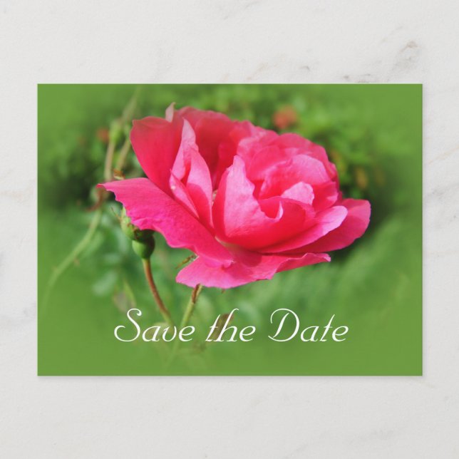 Postal De Anuncios guarda la fecha,flores de rosa rosa silvestre. (Anverso)