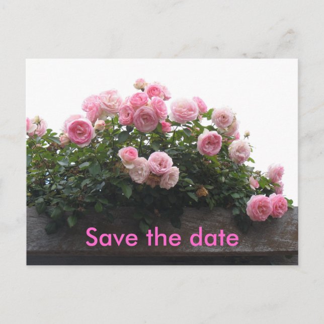 Postal De Anuncios Guarda la fecha - rosas rosadas (Anverso)