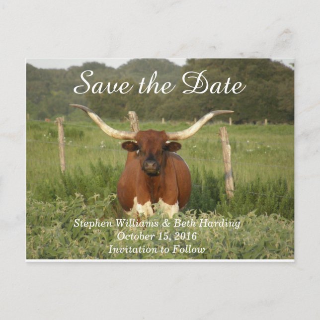 Postal De Anuncios Guardar la fecha Texas Longhorn (Anverso)