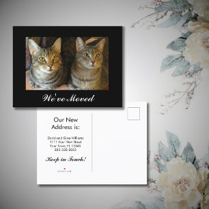 Postal De Anuncios Hemos movido los nuevos gatos caseros foto movimie
