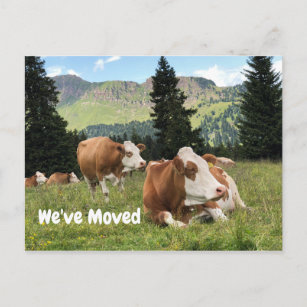 Postal De Anuncios Hemos mudado la pastura de vaca de la granja Ranch