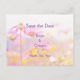 Postal De Anuncios Hermoso Cosmos Jardín Flor Rosa Mauve Púrpura