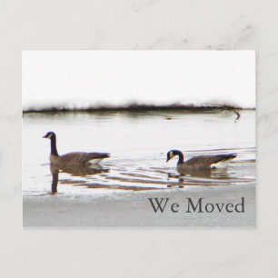Postal De Anuncios Honkers - Canadá Geese