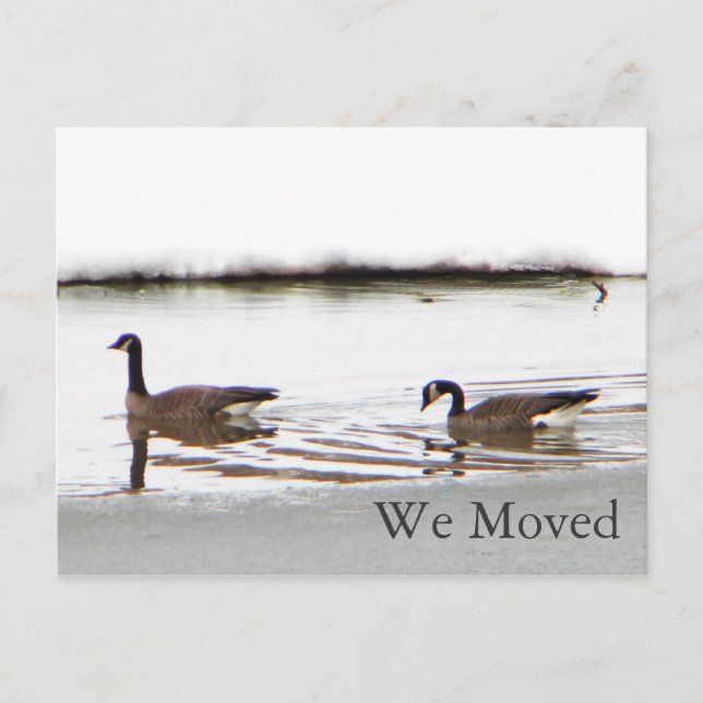 Postal De Anuncios Honkers - Canadá Geese (Anverso)