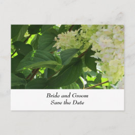 Postal De Anuncios Hortensias de boda blancas