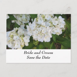 Postal De Anuncios Hortensias de boda blancas