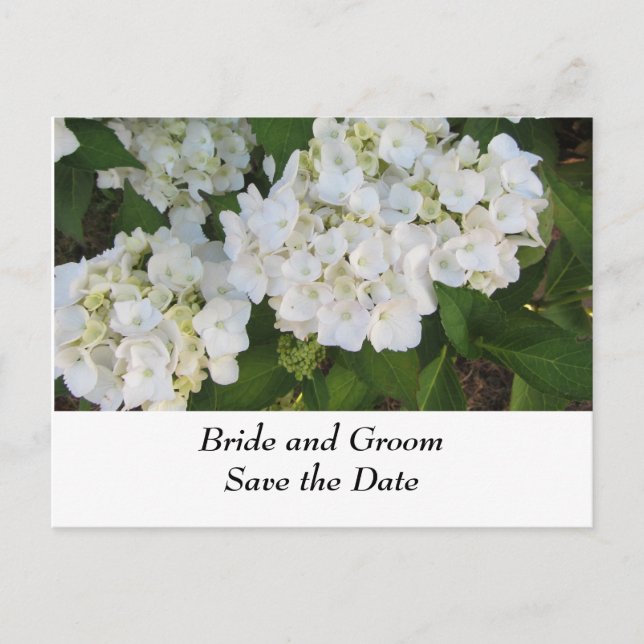 Postal De Anuncios Hortensias de boda blancas (Anverso)