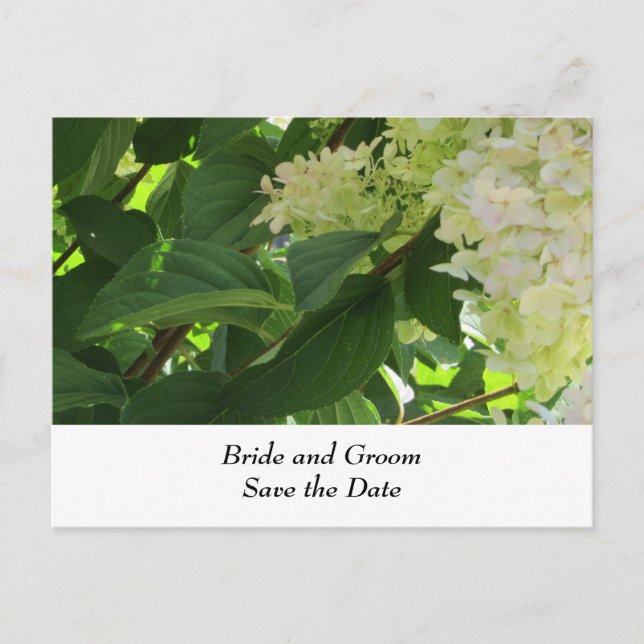 Postal De Anuncios Hydrangeas, Boda blanco (Anverso)