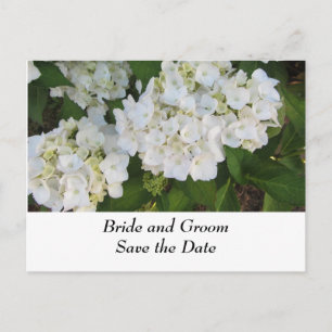Postal De Anuncios Hydrangeas, Boda blanco