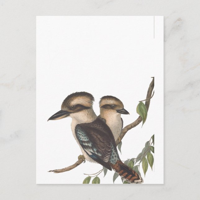 Postal De Anuncios Kookaburra de Gould Australiana (Anverso)