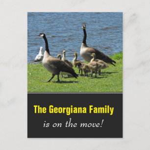 Postal De Anuncios La familia en movimiento + los gansos de Canadá en