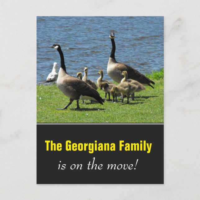 Postal De Anuncios La familia en movimiento + los gansos de Canadá en (Anverso)