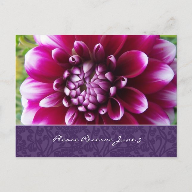 Postal De Anuncios La púrpura Fuschia Dahlia salva la fecha (Anverso)