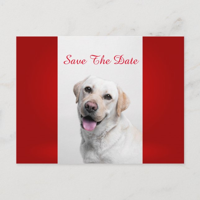 Postal De Anuncios Labrador blanco (Anverso)