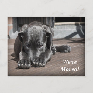Postal De Anuncios Labrador Recuperador Hemos movido nueva dirección