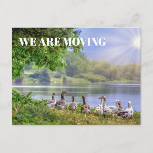 Postal De Anuncios Lago de gansos salvajes cielo azul cambio de direc