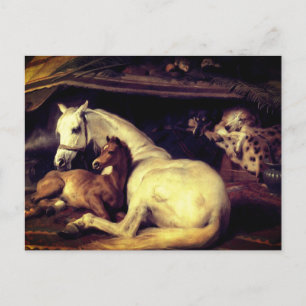 Postal De Anuncios Landseer Los Caballos De Carpas Árabes